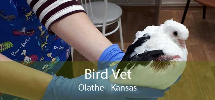 Bird Vet Olathe - Kansas