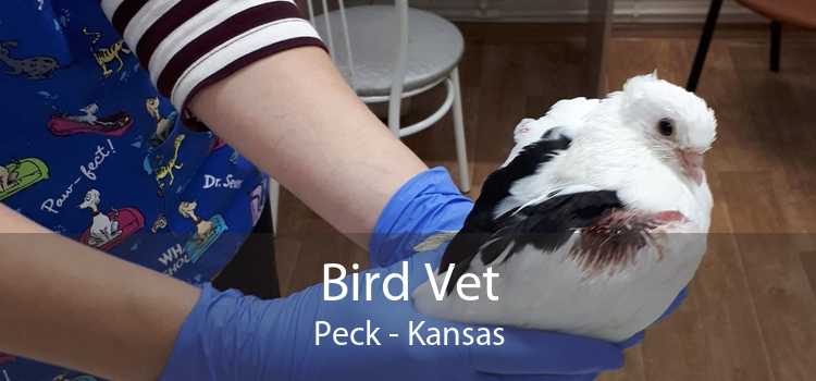 Bird Vet Peck - Kansas