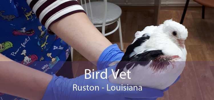 Bird Vet Ruston - Louisiana