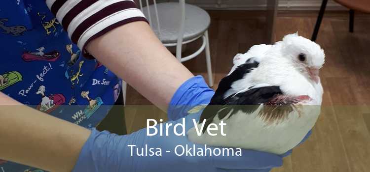 Bird Vet Tulsa - Oklahoma