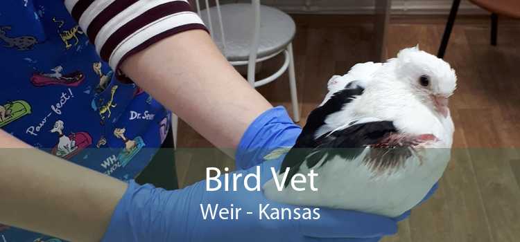 Bird Vet Weir - Kansas