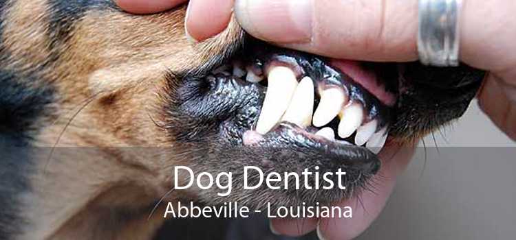 Dog Dentist Abbeville - Louisiana