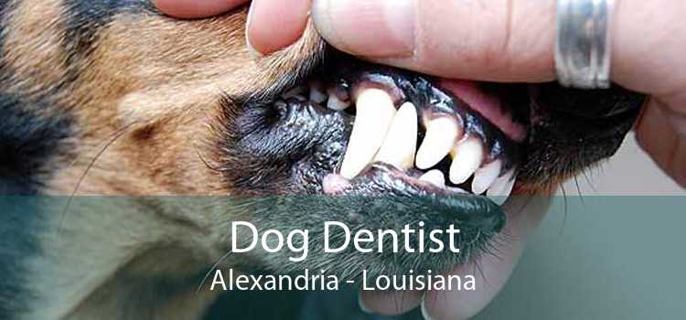 Dog Dentist Alexandria - Louisiana