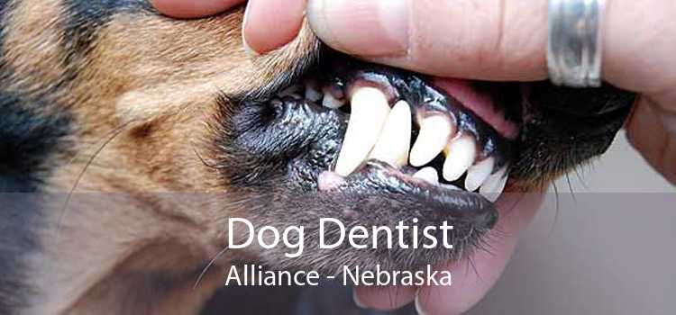 Dog Dentist Alliance - Nebraska