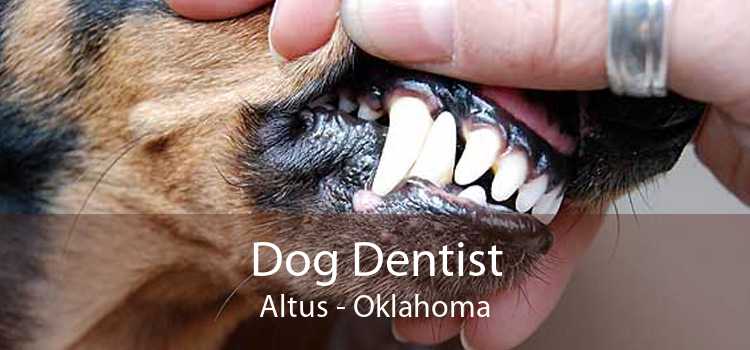 Dog Dentist Altus - Oklahoma