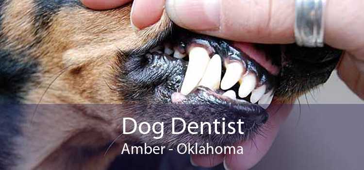 Dog Dentist Amber - Oklahoma