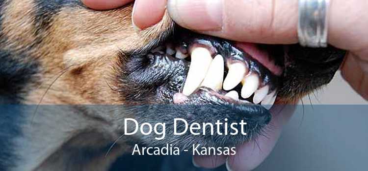 Dog Dentist Arcadia - Kansas
