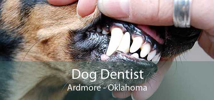 Dog Dentist Ardmore - Oklahoma