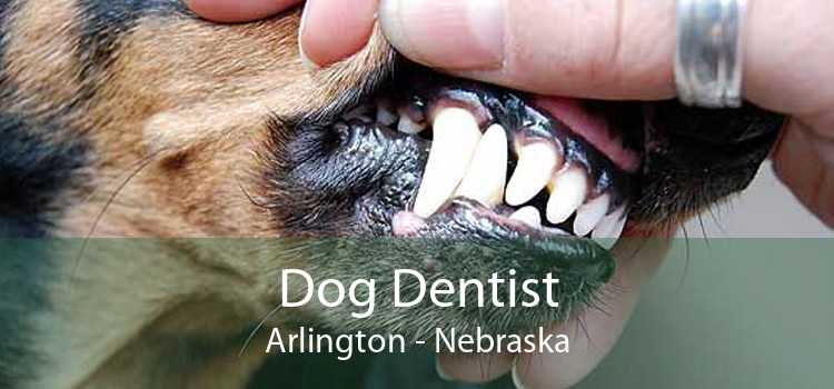 Dog Dentist Arlington - Nebraska