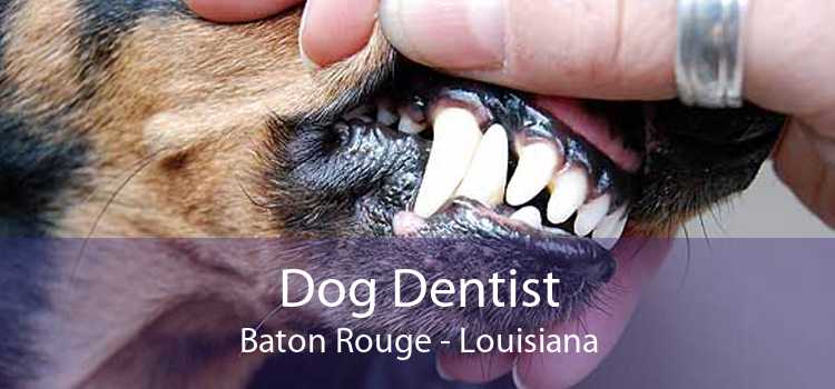 Dog Dentist Baton Rouge - Louisiana