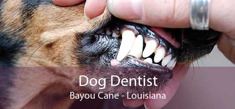 Dog Dentist Bayou Cane - Louisiana