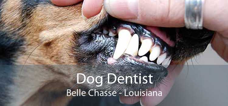 Dog Dentist Belle Chasse - Louisiana