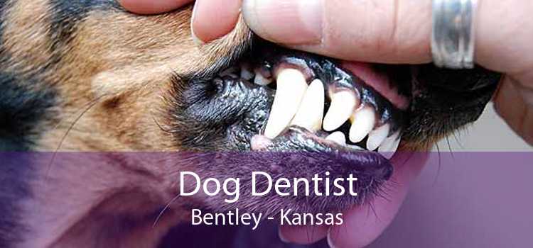 Dog Dentist Bentley - Kansas