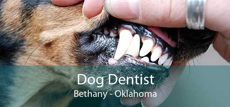 Dog Dentist Bethany - Oklahoma