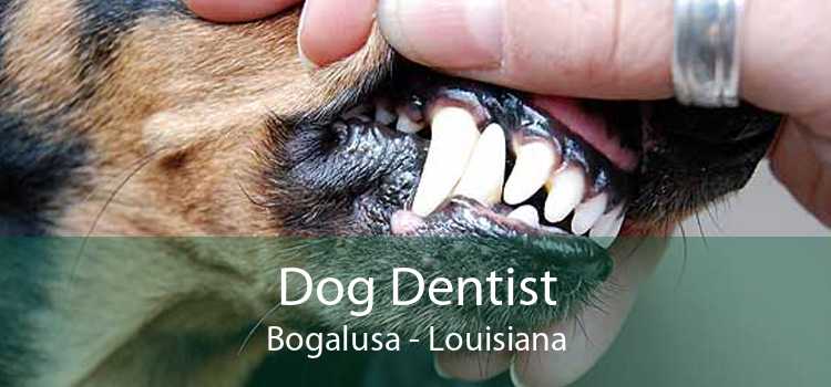Dog Dentist Bogalusa - Louisiana