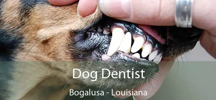 Dog Dentist Bogalusa - Louisiana