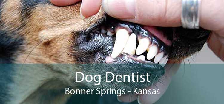 Dog Dentist Bonner Springs - Kansas