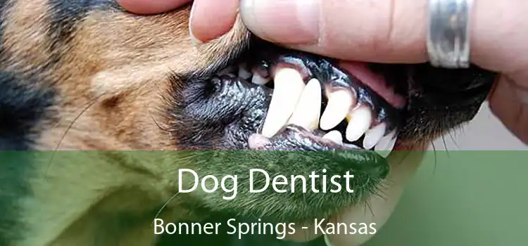 Dog Dentist Bonner Springs - Kansas