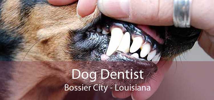 Dog Dentist Bossier City - Louisiana