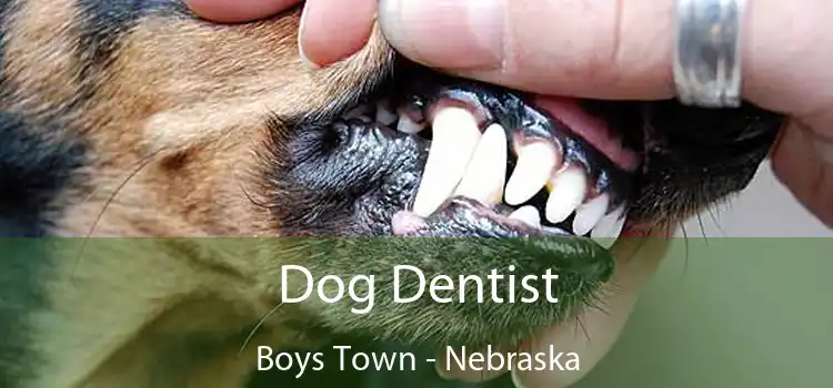 Dog Dentist Boys Town - Nebraska