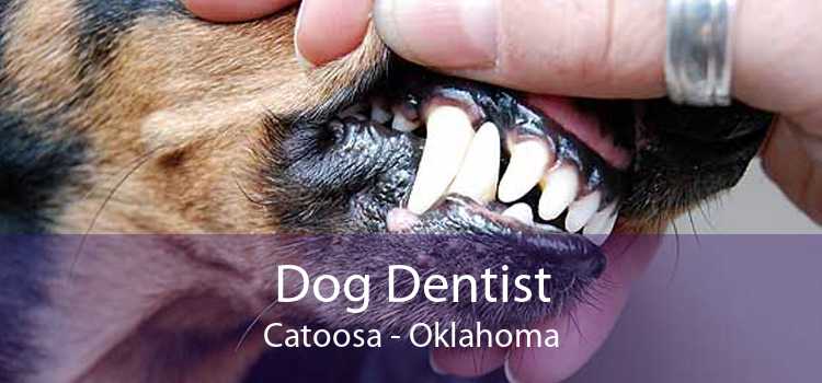 Dog Dentist Catoosa - Oklahoma