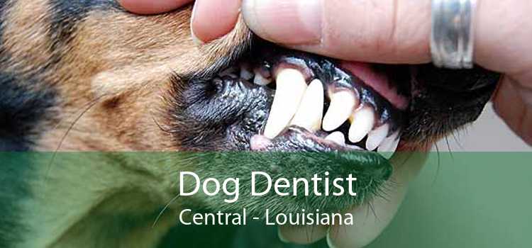 Dog Dentist Central - Louisiana