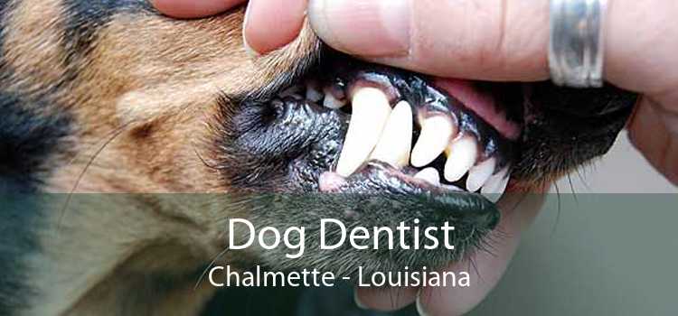 Dog Dentist Chalmette - Louisiana