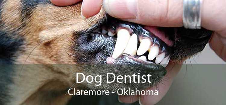 Dog Dentist Claremore - Oklahoma