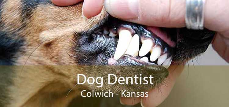 Dog Dentist Colwich - Kansas