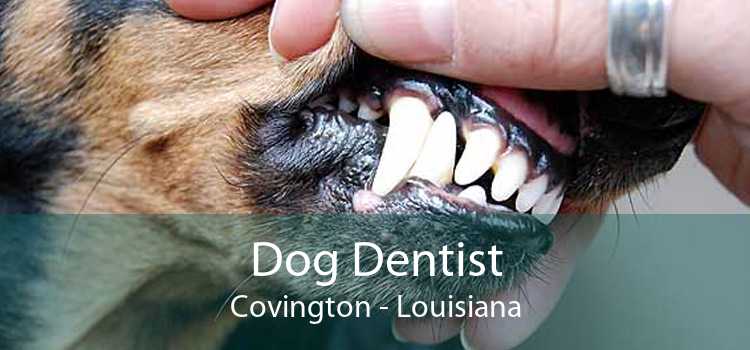 Dog Dentist Covington - Louisiana