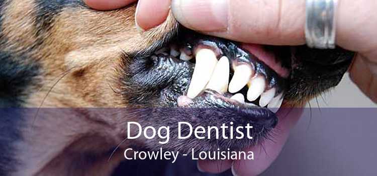 Dog Dentist Crowley - Louisiana