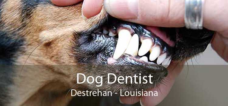 Dog Dentist Destrehan - Louisiana