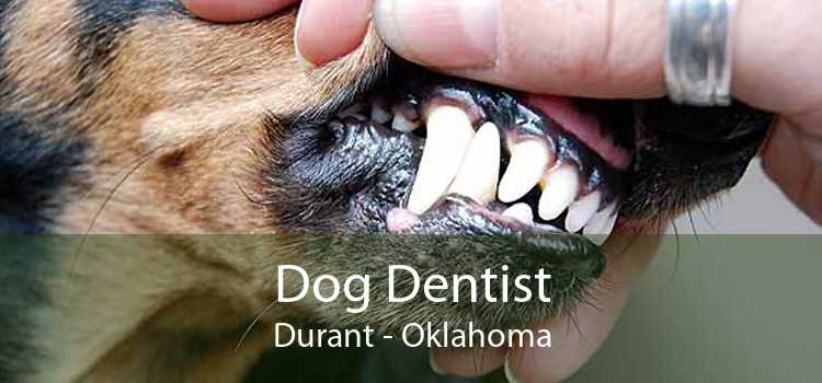 Dog Dentist Durant - Oklahoma