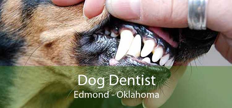 Dog Dentist Edmond - Oklahoma