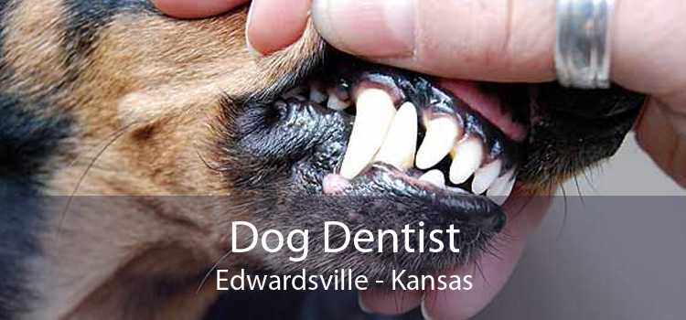 Dog Dentist Edwardsville - Kansas