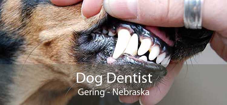 Dog Dentist Gering - Nebraska