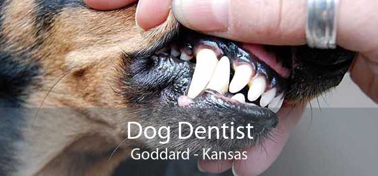 Dog Dentist Goddard - Kansas