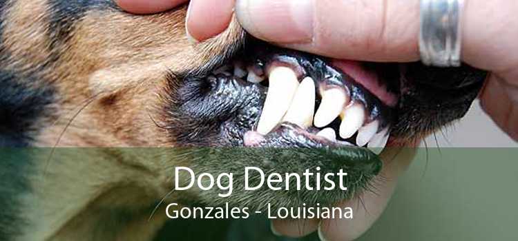 Dog Dentist Gonzales - Louisiana