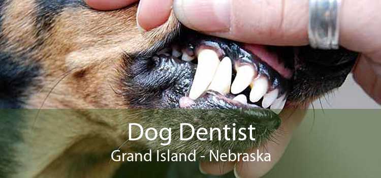Dog Dentist Grand Island - Nebraska