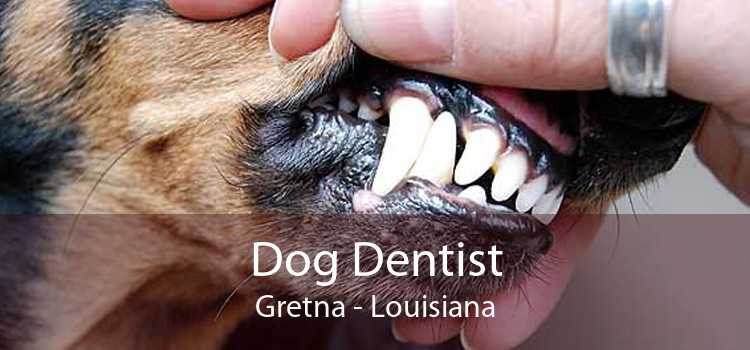 Dog Dentist Gretna - Louisiana