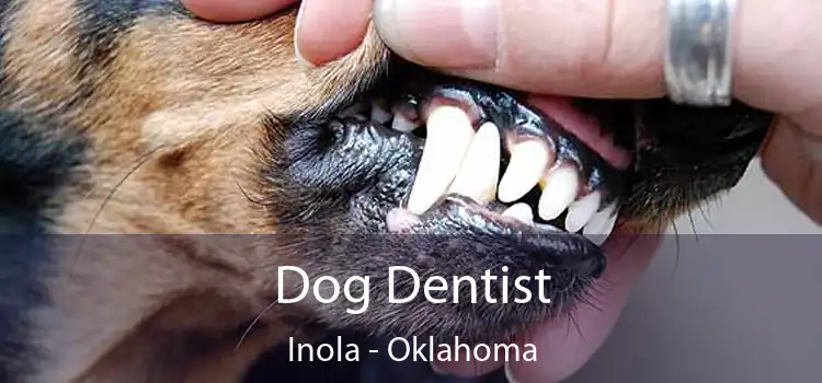 Dog Dentist Inola - Oklahoma