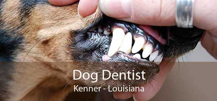 Dog Dentist Kenner - Louisiana