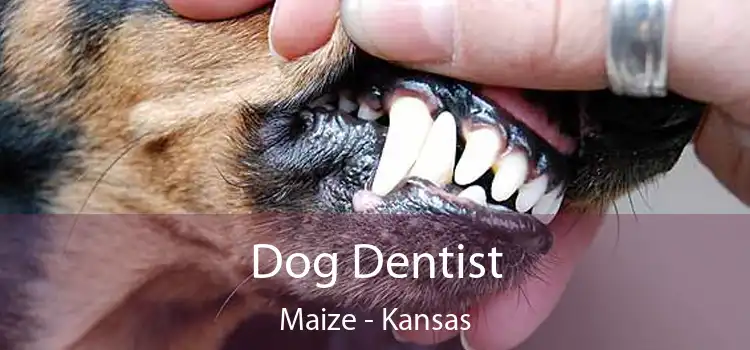 Dog Dentist Maize - Kansas