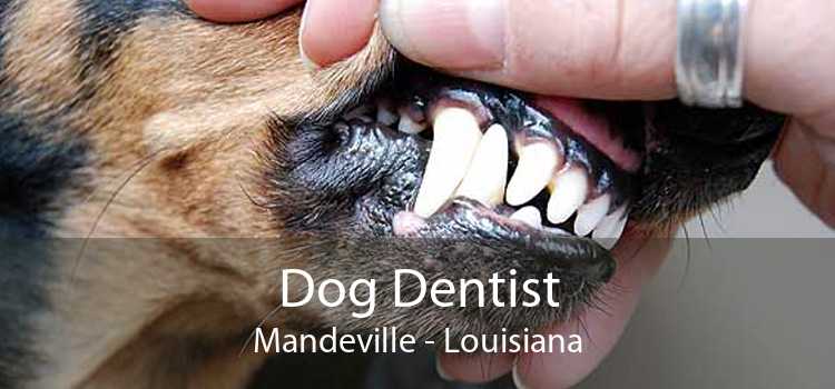 Dog Dentist Mandeville - Louisiana