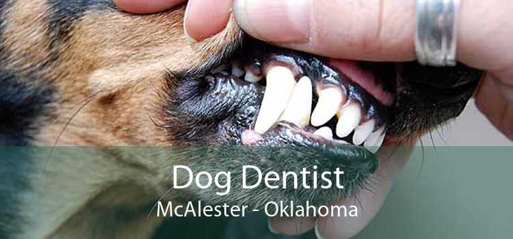 Dog Dentist McAlester - Oklahoma