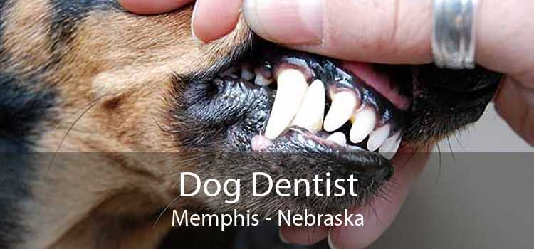 Dog Dentist Memphis - Nebraska