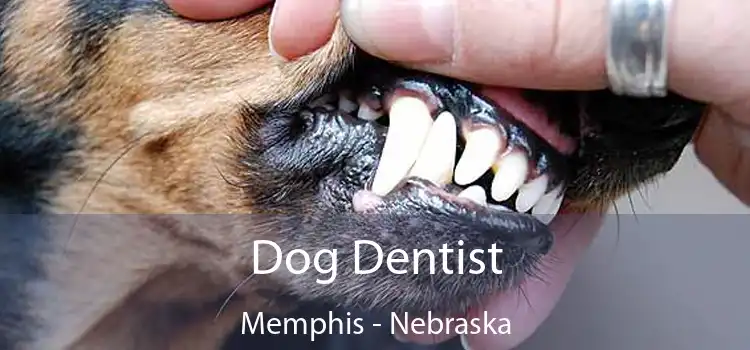 Dog Dentist Memphis - Nebraska