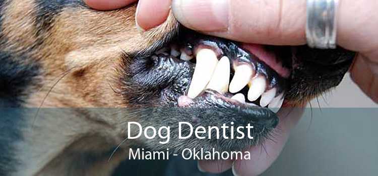 Dog Dentist Miami - Oklahoma