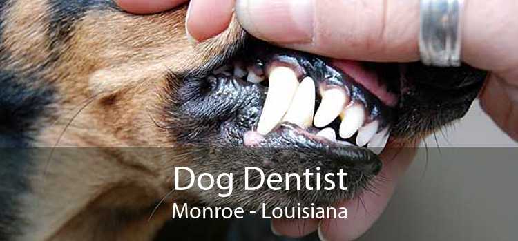 Dog Dentist Monroe - Louisiana