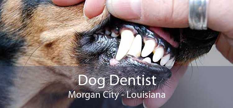 Dog Dentist Morgan City - Louisiana